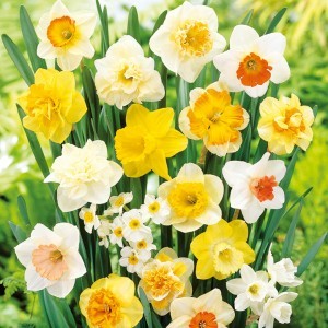 daffodils-300x300
